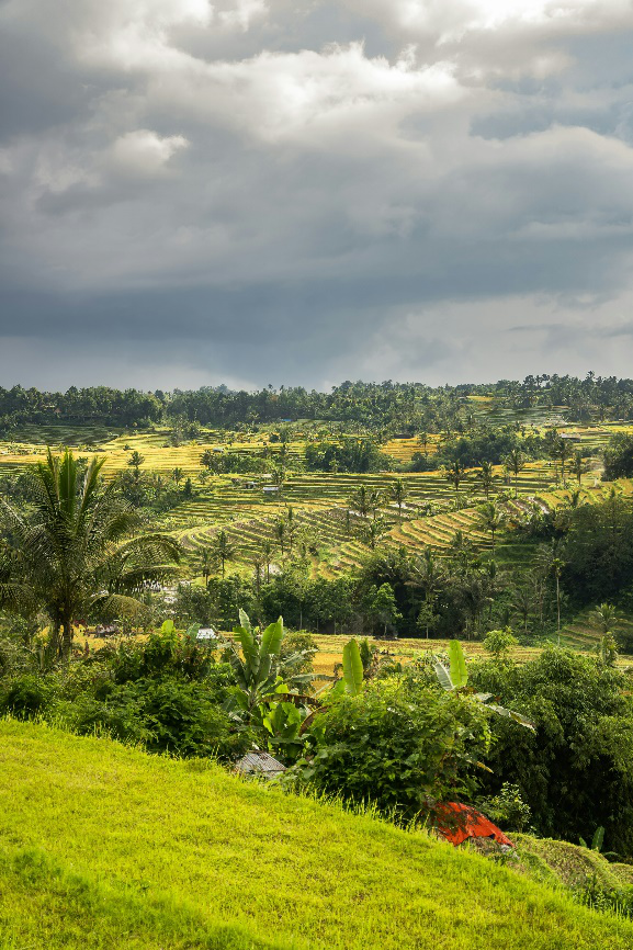 A wide view of the Jatiluwih Rice Terraces with Mount Batukaru in the background.