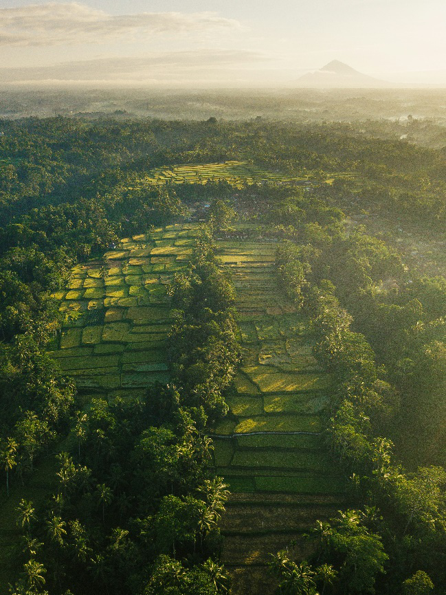 Verdant rice terraces stretching across a hillside with palm trees dotting the landscape.