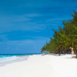 Wide sandy beach with palm trees in Barbados