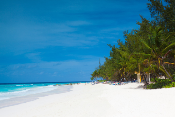 Wide sandy beach with palm trees in Barbados