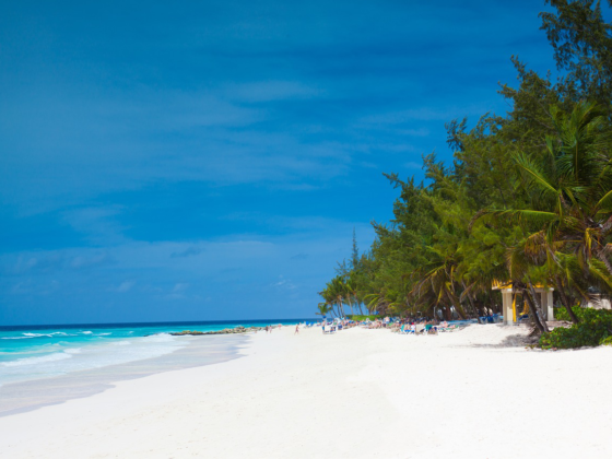 Wide sandy beach with palm trees in Barbados