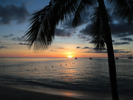 Sunset over a Barbados beach with palm trees silhouetted against the sky.